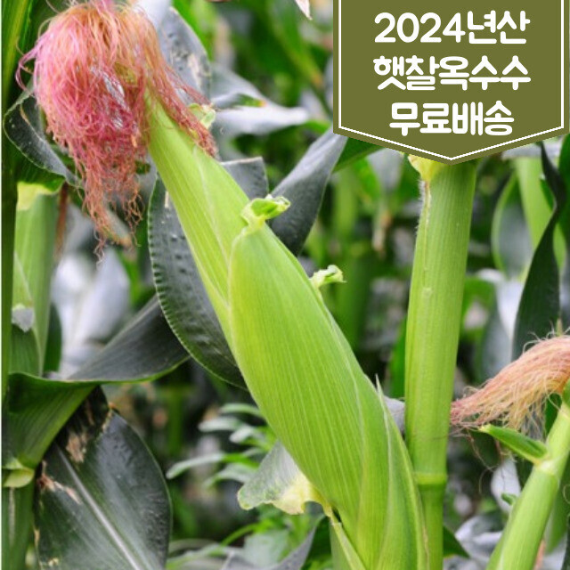 인제몰,강원도 인제 햇찰옥수수 30개 2024년 무료배송 [로컬푸드] - 7월20일경 출하예정